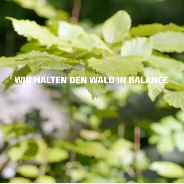 Ein weißer Schriftzug mit "Wir halten den Wald in Balance" vor dem Hintergrund eines jungen, hellgrünen Buchensprösslings.